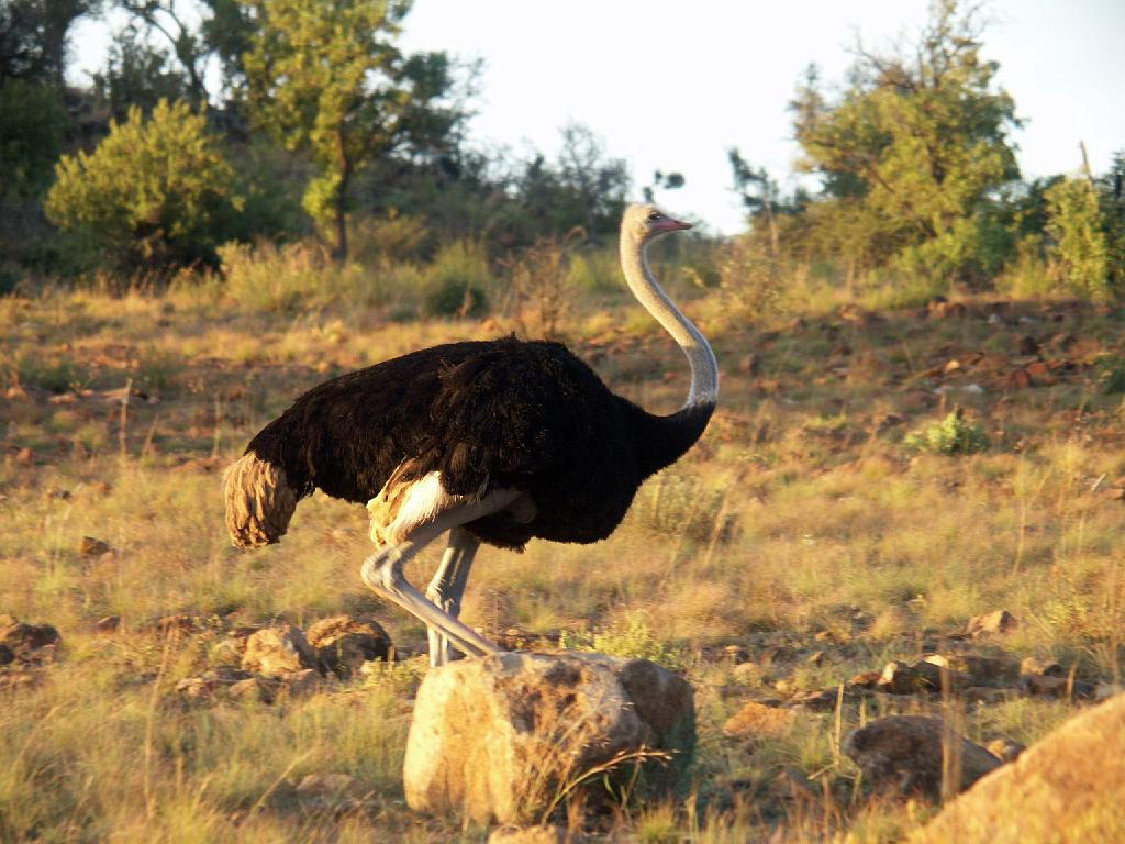 090516_Pilanesberg 350.jpg